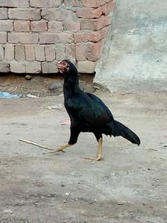 aseel murgai