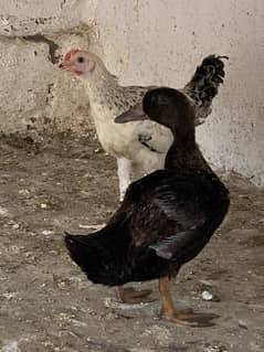 Desi adult ducks
