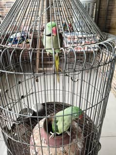 PAHARI PARROTS. PAIR TALKING PARROTS. VERY MUCH REASONABLE PRICE