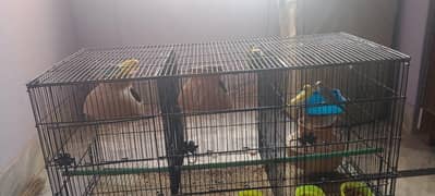 perrot