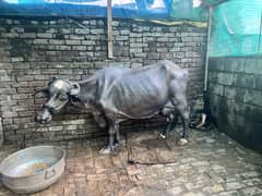 Buffalow for sale urgent