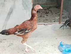 1 aseel murga 2 murgian 1 local murgi or 2 aseel chicks