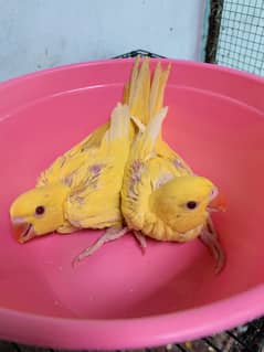 Yellow