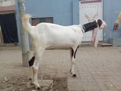 bakri for sale 2.5month ki cross ha