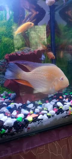 albino heckli