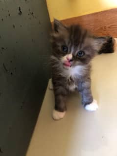 Persian