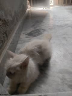 persian