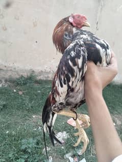 Murga