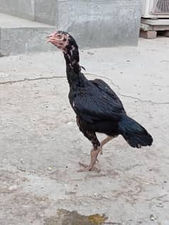 Aseel Thai Madi or Aseel murga