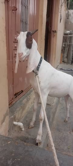 Gulabi bakra for sale