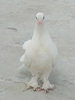 lucky kabutar