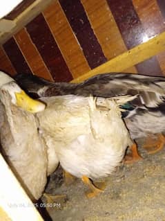 4 duck for sale full tyar hae breeding k liye