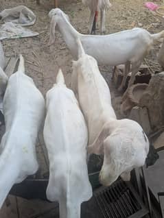 rajanpuri