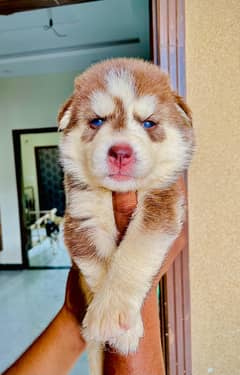 Siberian