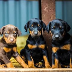 Doberman