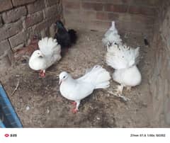 Lucky pigeons pairs 03094196420