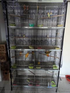 love birds sunconure yellow ringneck complete setup