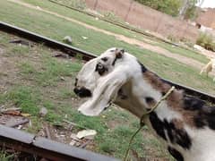bakr 4 dant doodh wali. bakra