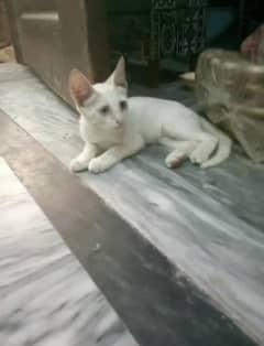 Beautiful Cat