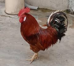 3 Hens and 1 rooster  for sale
