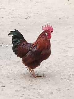 DASI Morga