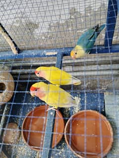 3 Love Birds