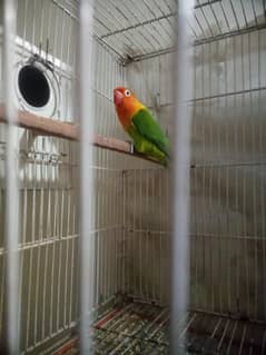 For sale adults and laying eggs