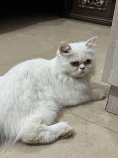 Persian female