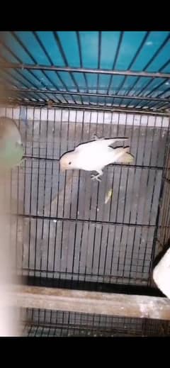 parrots