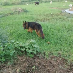 long coat german shepherd