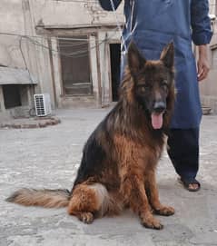 German shepherd Male  double coat