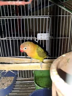 LoveBird with Cage for Sale