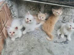 Persian kittens male female 03164565034