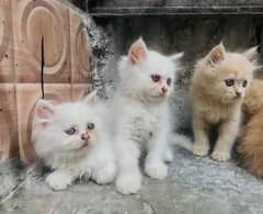 Persian