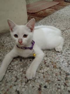 Cat white colour mixed breed