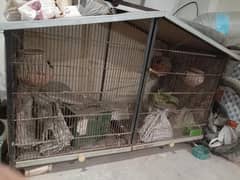 cage For Sale