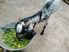 desi ghaban bakri