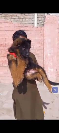German Shepherd puppies 03255520926