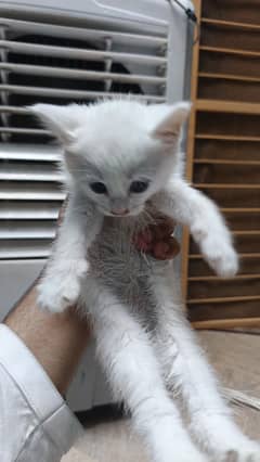 Persian