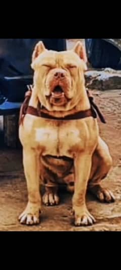 Pitbull