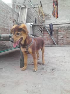 German Shepherd Puppy For Sale