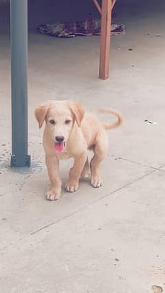 Labrador Cub Available