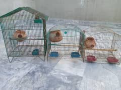 Parrot