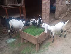 Khubsorat Bakri Sath 2Femail