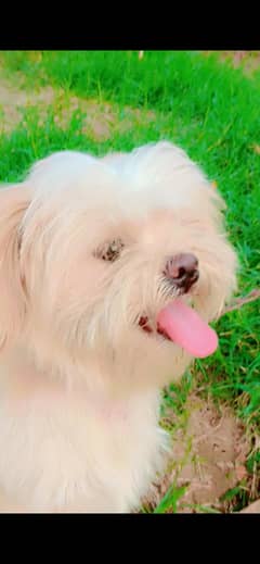 Shitzu Male Extreme  Quality  puppy  male what's app 03137246143