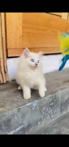 blue eyes white Persian kitten|Triple koted 03234414509 WhatsApp