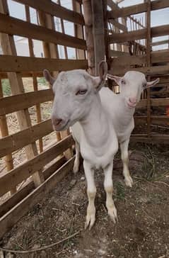 Tedda pair 6 months dono male