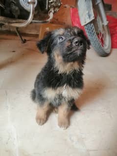 Jarman female puppy