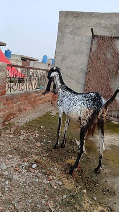 Bakri with 2 femake kids 03074748404