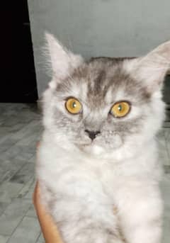 Grey ragdoll kitten